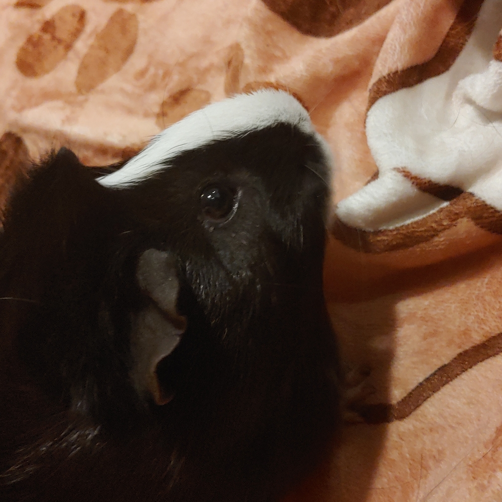 Meet your Poshers, Gunner Chungus Felipe and Tabitha